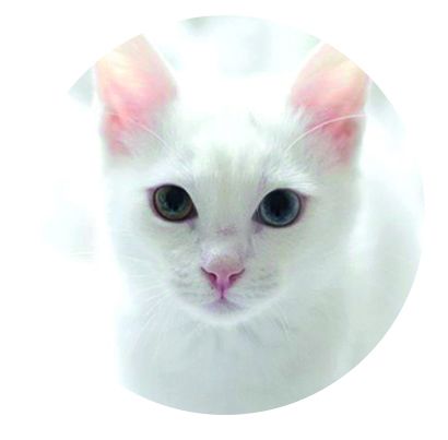 Aufkleber für FreeStyle Libre White cat